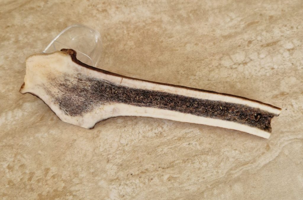 Corne de cerf taille XS pour la mastication du Spitz nain