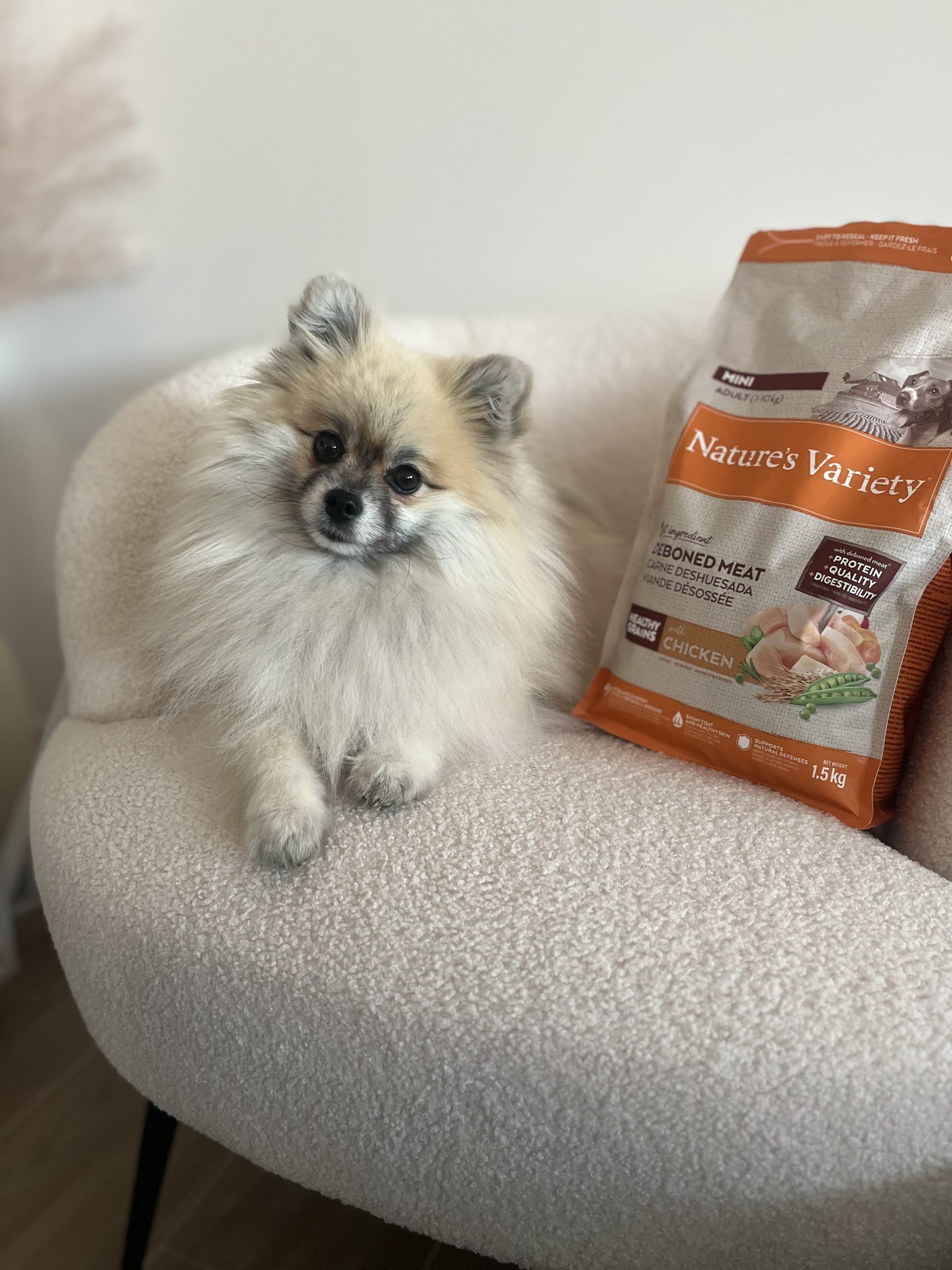 Saya, mon Spitz nain, avec les croquettes Nature’s Variety Healthy Grains Mini