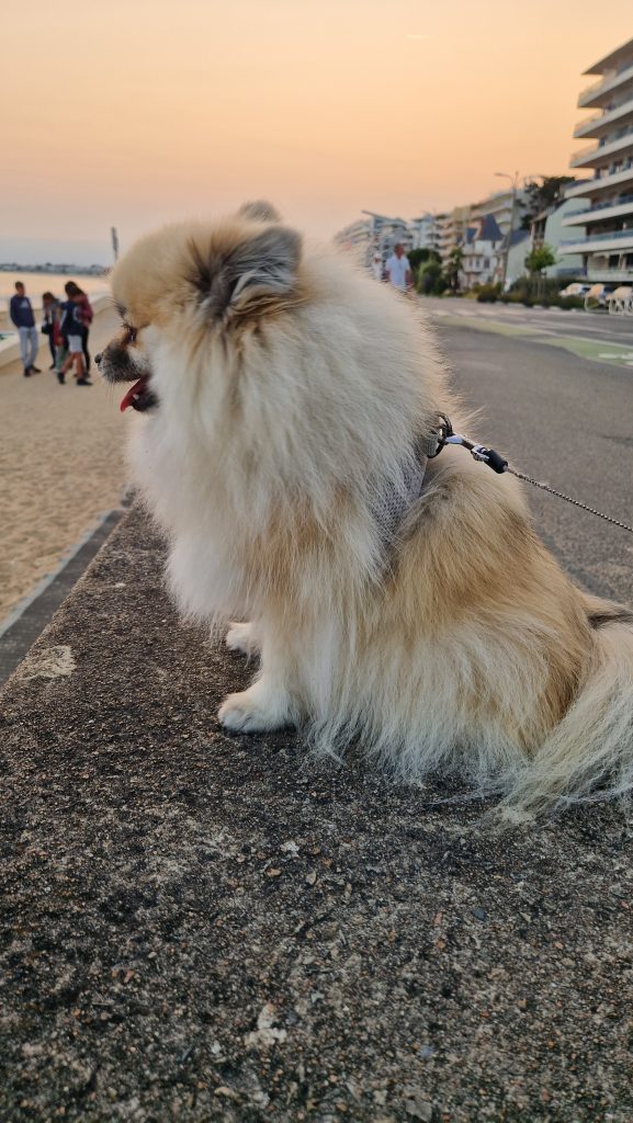 Chien spitz Saya