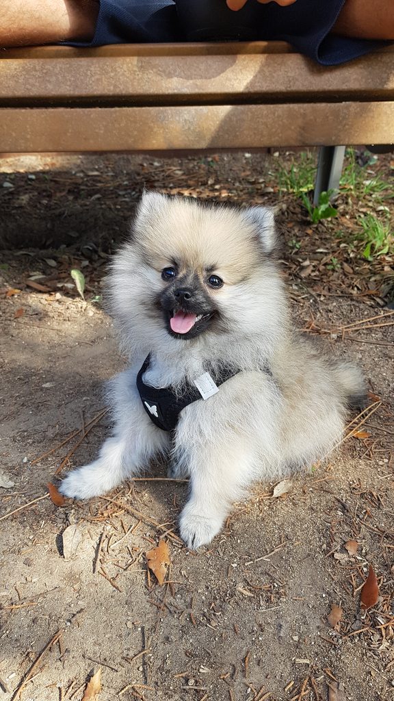 Saya, chiot Spitz nain de 3 mois, peu après son adoption en septembre 2021