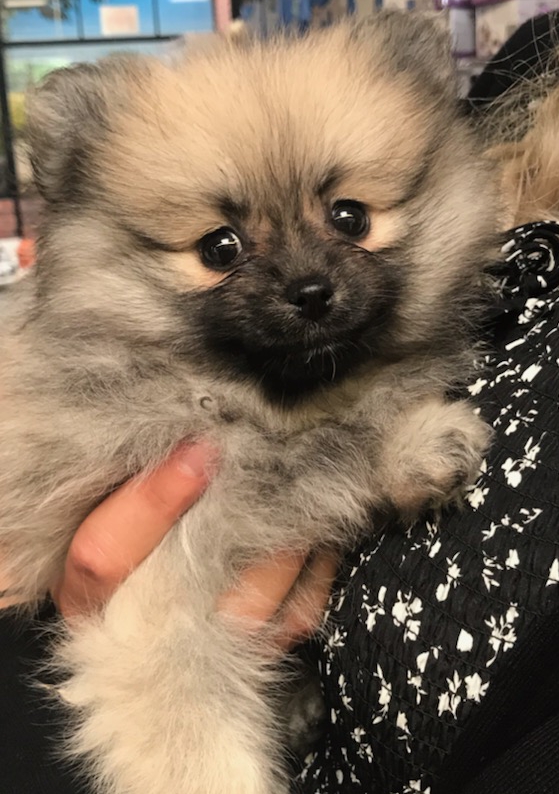 Saya, chiot Spitz nain de 2 mois, peu avant son adoption en 2021