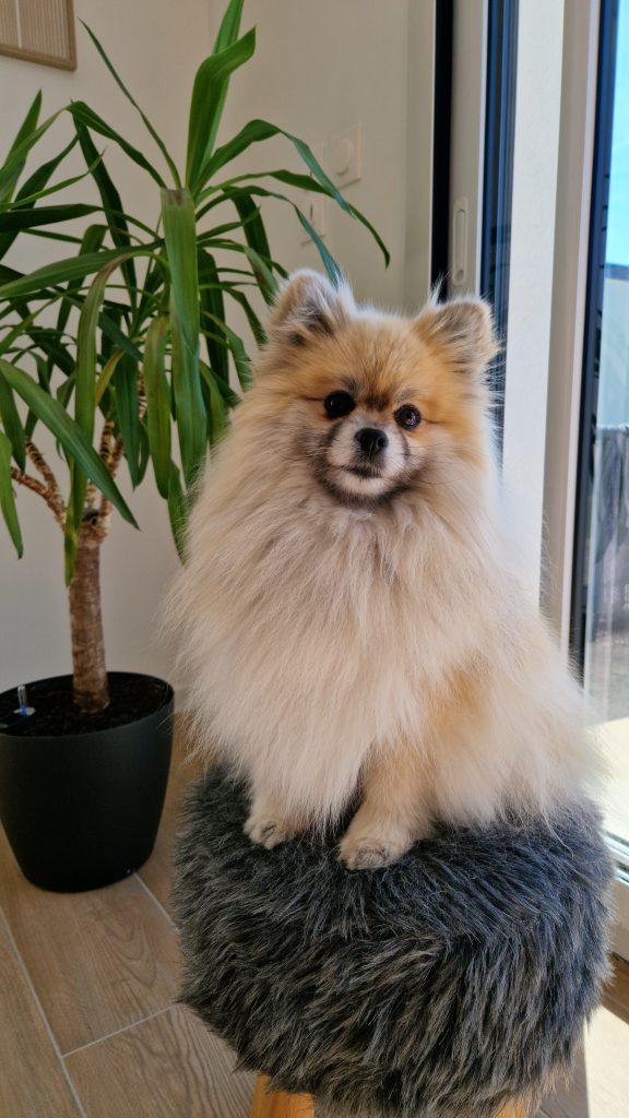 Saya adulte, Spitz nain de 3kg, debout sur son petit pouf