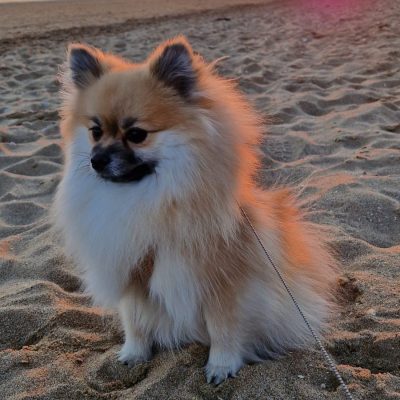 Spitz nain adulte au pelage dense et volumineux, assis à la plage